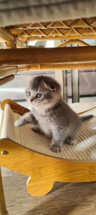 גורים סקוטי פולד