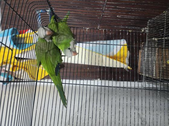 זוג קוואקר חמודים מאוד נמכרים