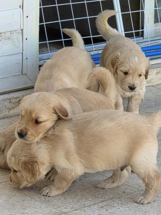 גורי גולדן רטריבר גזעיים מההמים