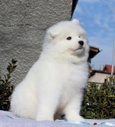 גורי סמוייד גזעיים תעודות FCI