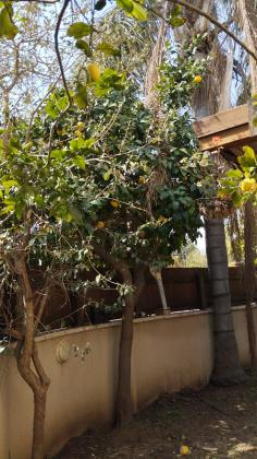 בשכונת בנימינה