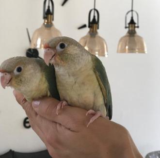 גרינציקים האכלות יד ברמה גבוהה