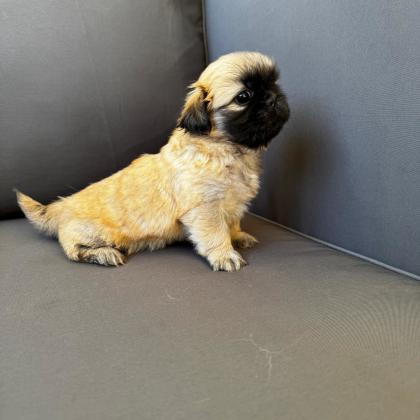 למחפשי פקניז