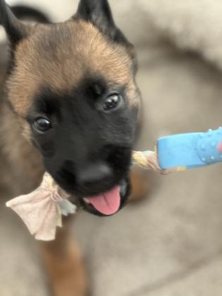 למכירה גורי מלינואה גזעיים ברמה