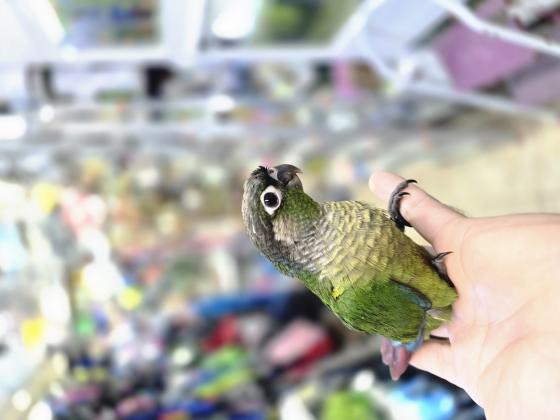 גוזלים גרין צ'יק האכלת יד