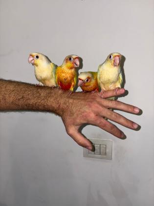 גרין צ'יקים האכלת יד ברמה