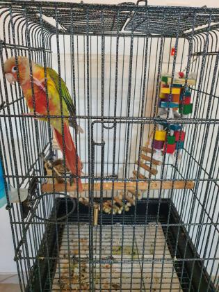 תוכי האכלת יד, סוג גרינג'יק,