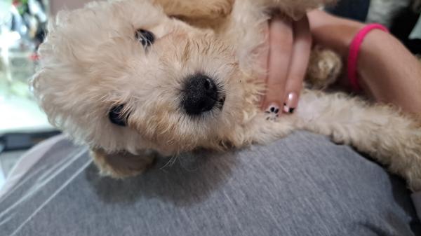 גורים של פודל ננסי