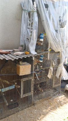 כלובים עם מגוון תוכים עובדים למכירה