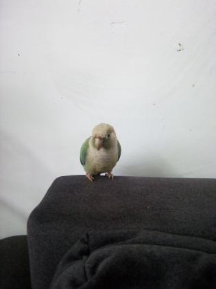 תוכית נקבה האכלת יד מתוקה בת שנה