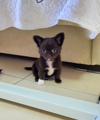 גור זכר בצבע שוקולד