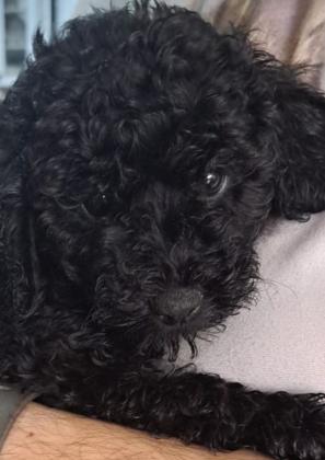 גורים של פודל ננסי