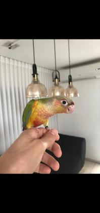 גרינציקים האכלות יד ברמה גבוהה