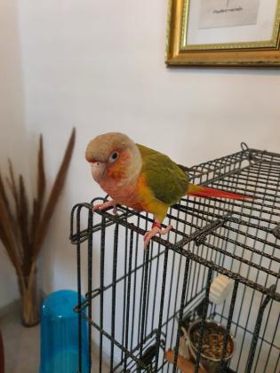 תוכי האכלת יד, סוג גרינג'יק,