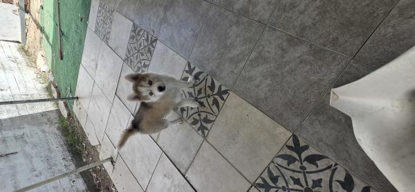 *גורת האסקי סיבירי ברמה גבוהה*