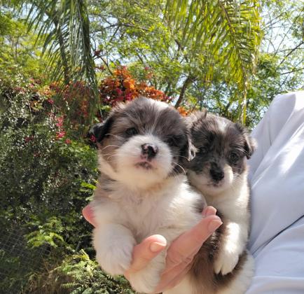 גורי שיצו מעורב שפיץ, בני