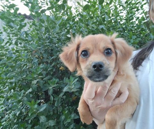 גורת שוקי בת 4 חודשים,