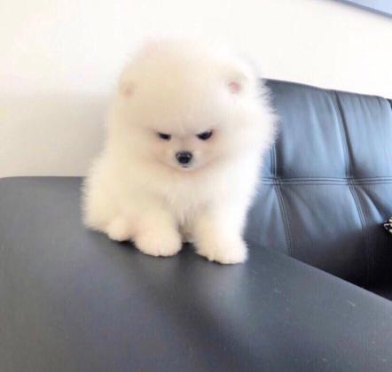 גורי פומרניין מהממים בצבע לבן