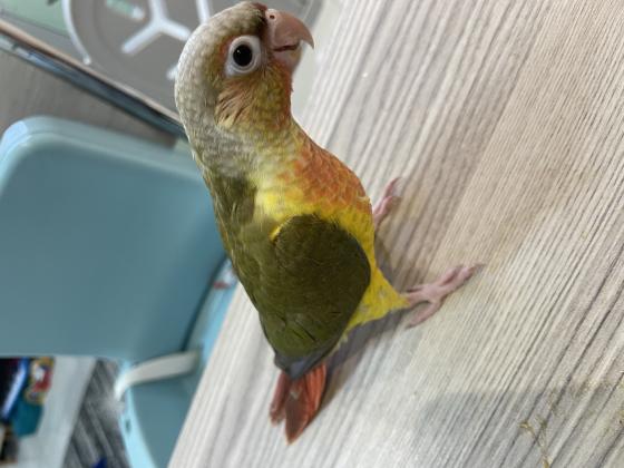 גוזלי גרינציק האכלת יד בני