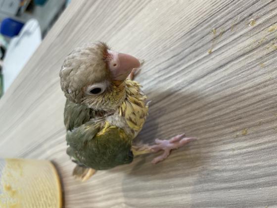 גוזלי גרינציק האכלת יד בני