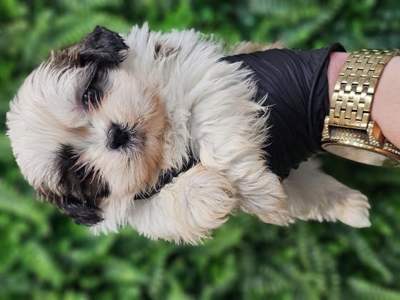 גורי שיצו מהממים לאחר חיסון