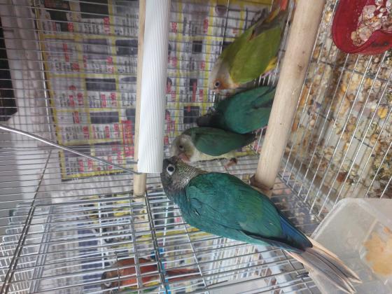 גוזלי גרינציקים האכלות יד מוחתמים