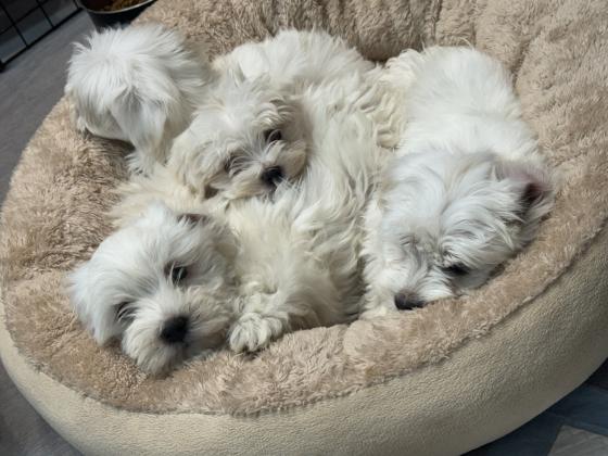 גורי מלטז נולדו ב 1/4