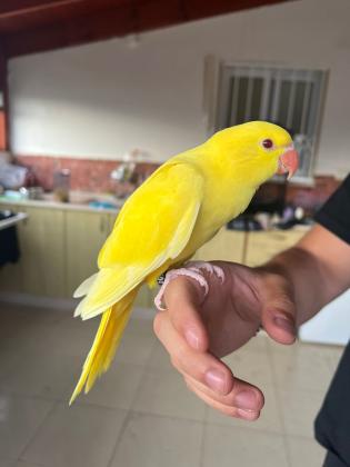 דררה לוטינו האכלת יד ברמה