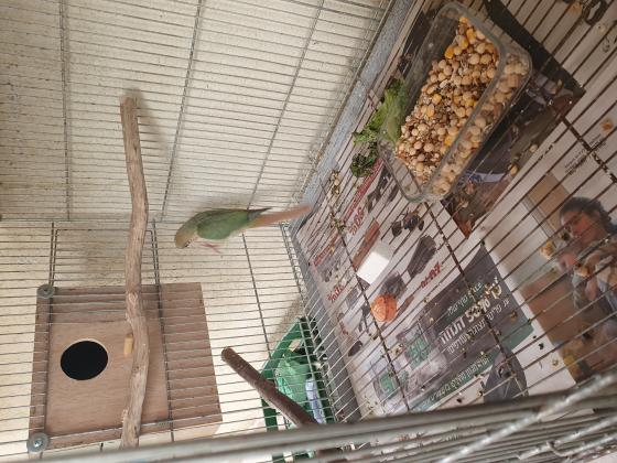 4 גרינציקים צעירים בני חצי