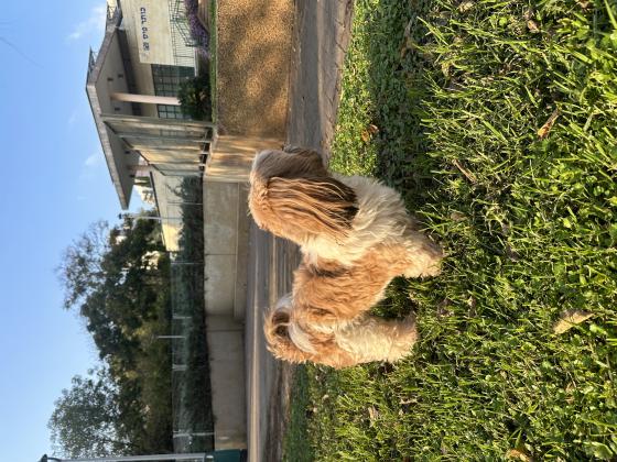 זכר שיצו גזעי ומושלם מחפש זיווג❤️