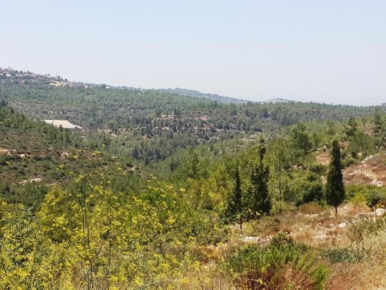 נווה אילן 25