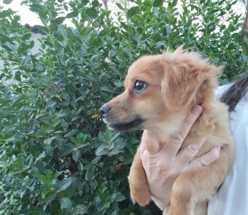 גורת שוקי בת 4 חודשים,