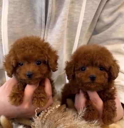 יש לנו גורי פודל צעצוע