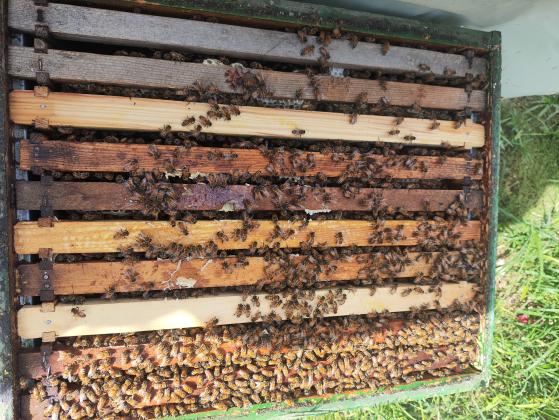 למכירה – נחילי דבורים מוכנים