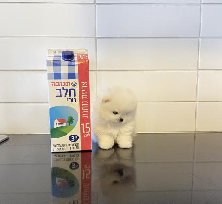 גורי פומרניין מהממים בצבע לבן