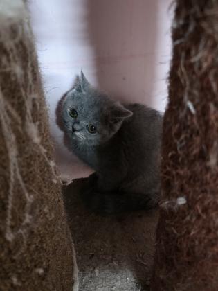 גורות בריטי בת 3 חודש