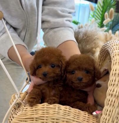 יש לנו גורי פודל צעצוע