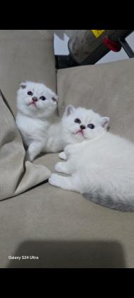 2 גורים בגיל חודש סקוטי