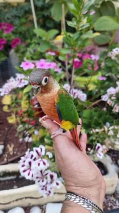 גוזלי גרינציקים האכלות יד מוחתמים