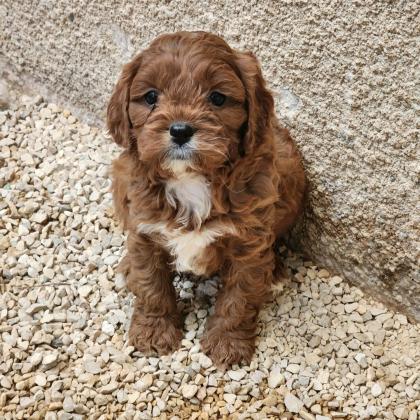 קבפוהגזע הנדיר והמושלם(קבליר&פודל )