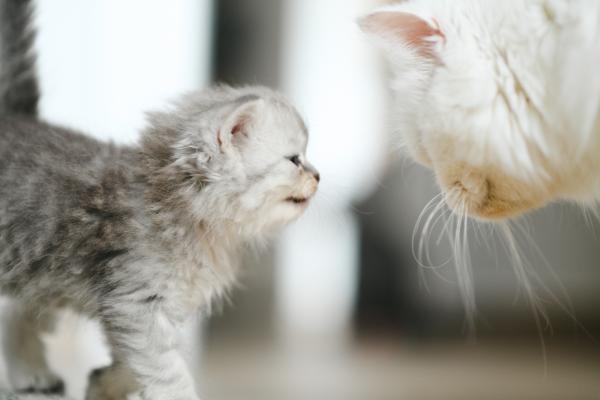 גורים נדירים ביופיים ובאופיים –