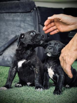 גורי קאנה קורסו מושלמים רק