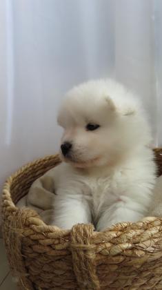 גורי סמוייד גזעיים תעודות FCI