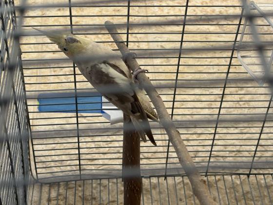 נקבה חמודה בת שנה לא האכלת יד