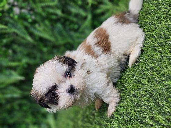 גורי שיצו מהממים לאחר חיסון