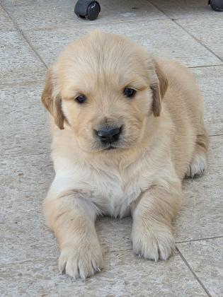 גורי גולדן רטריבר גזעיים מההמים