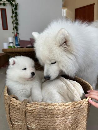 גורי סמוייד גזעיים תעודות FCI