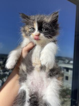 חתולים אחר מכירה