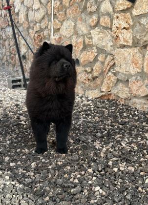 כלבה מסתדרת עם כולם במיוחד עם ילדים