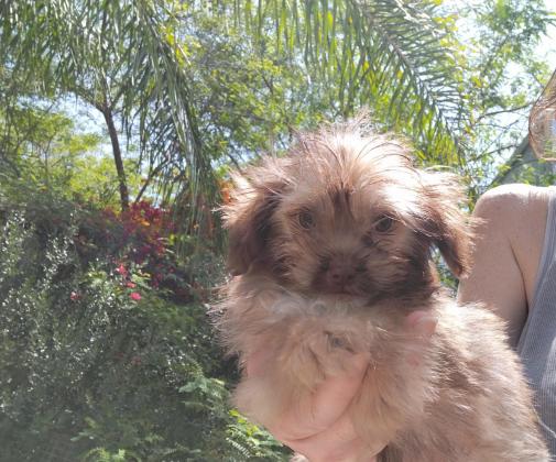 פודל מעורב ננסי, בן חודשיים,